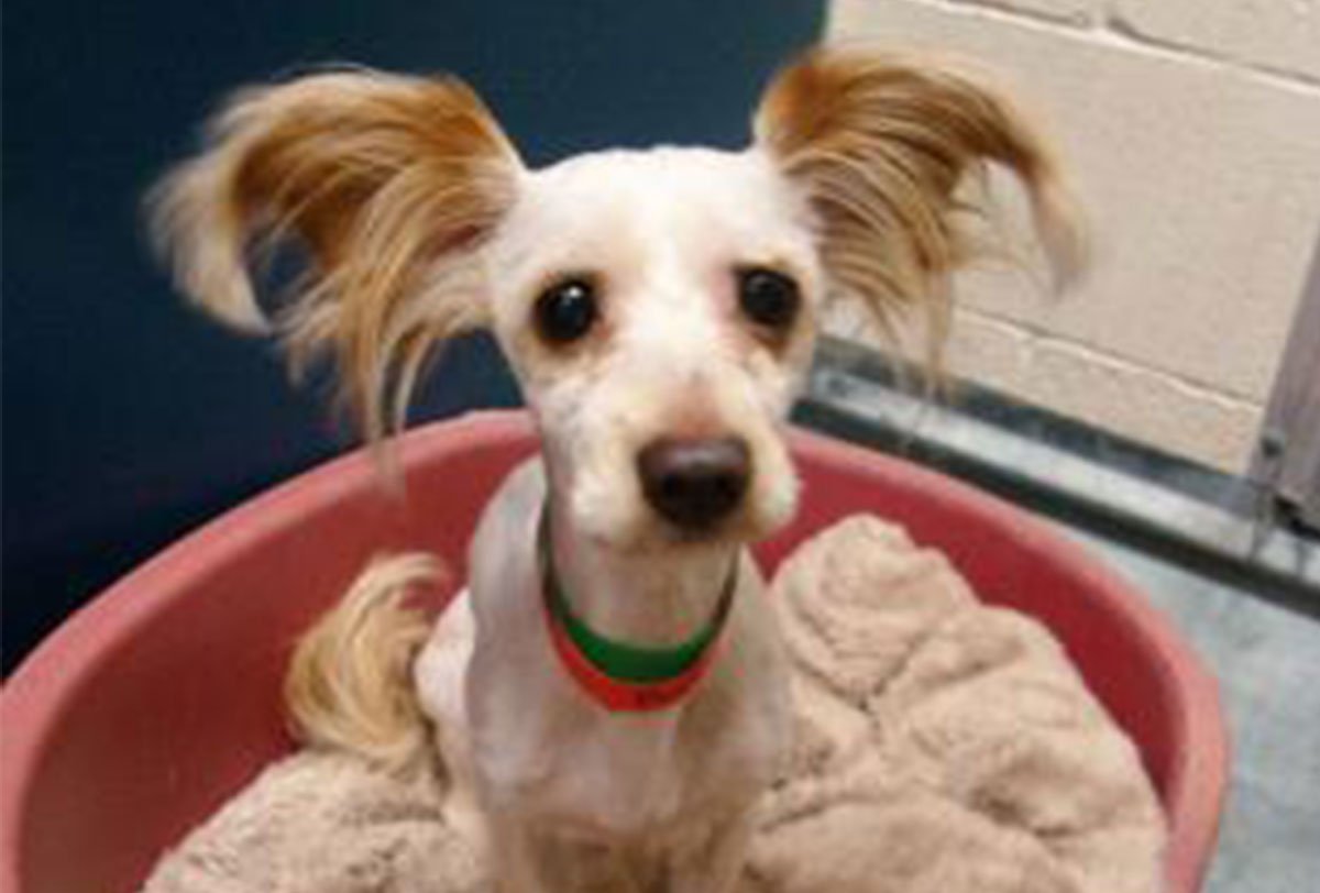 1% of holiday sales donated to animal rescue