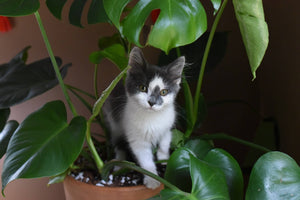 Pet Safe Plants for Your Home and Your Table