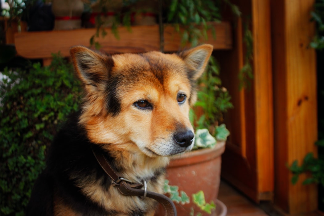Dog sitting with lots of plants