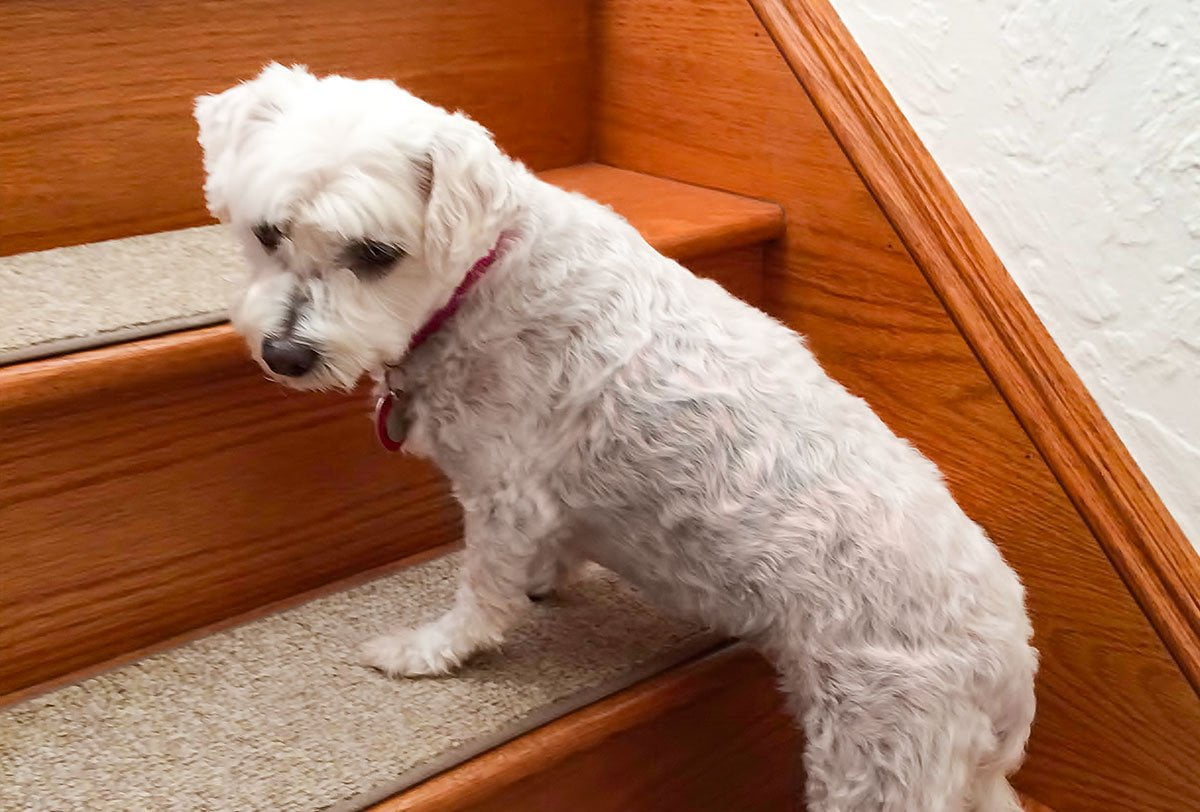 Stair treads keep Milkshake spill-free for 5 years