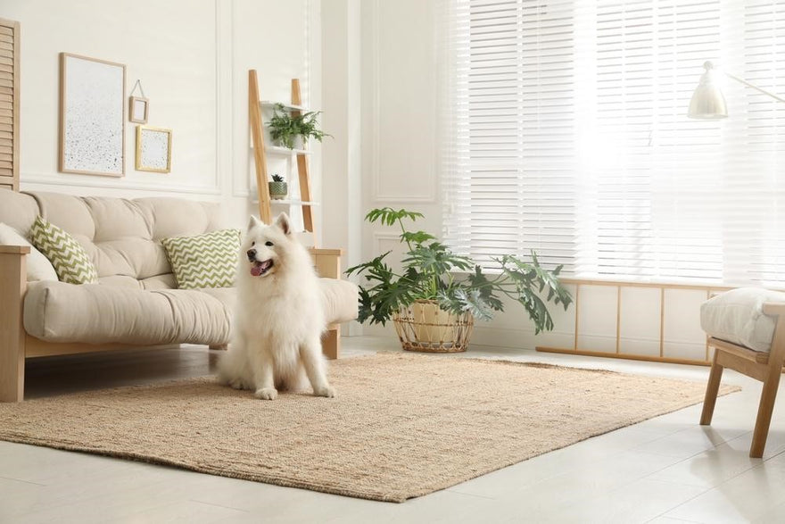 Dog rests on an area rug in living room