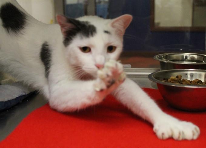 Stretch and scratch in style:  red carpet cats