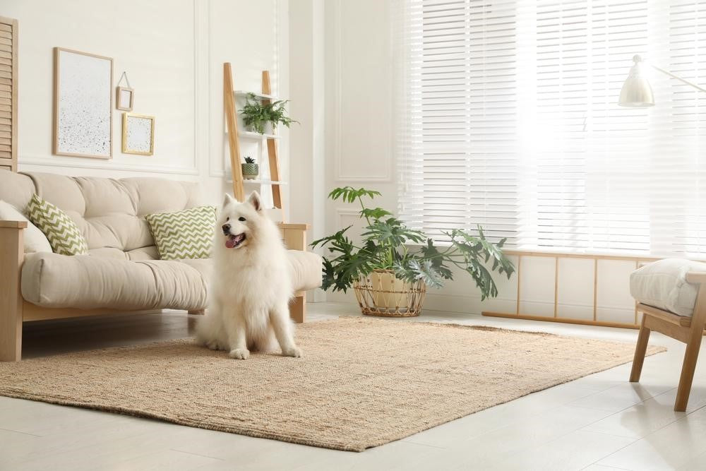 Pawsitively Perfect: Choosing the Best Rugs for Dogs and Their Unique