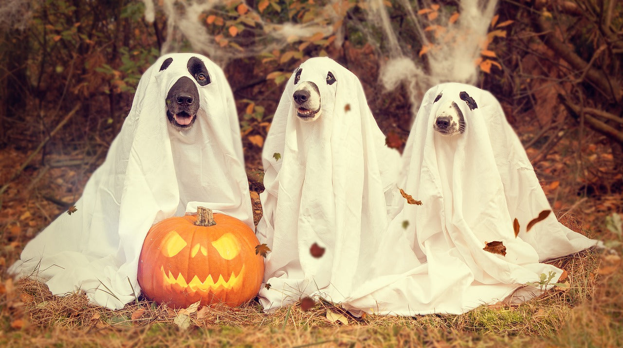 Great Halloween Costumes for Pets: Trick-or-Treat to Those with Four Feet!
