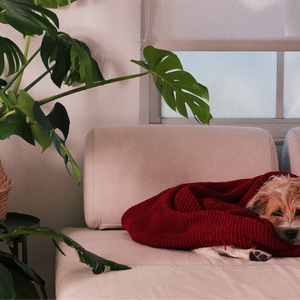 Help Your Old Dog Feel Safe and Comfortable as They Age | House Home & More