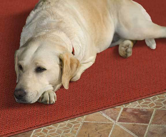 Pet friendly flooring options including durable and skid-resistant